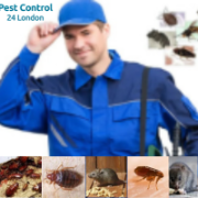 emergencypest 247